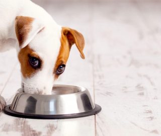 Dog Food