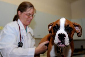 Dog checked by veterinarian.