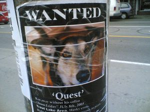 Post flier of missing pet around the neighborhood.