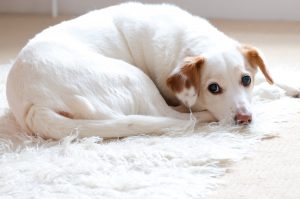 Dog lying on the carpet.